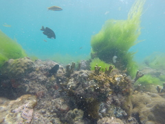 Millepora alcicornis