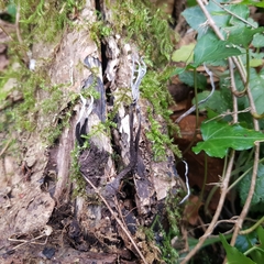 Xylaria hypoxylon
