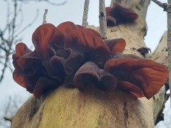 Auricularia auricula-judae
