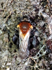 Andrena thoracica
