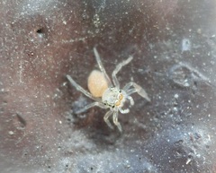 Phintelloides versicolor