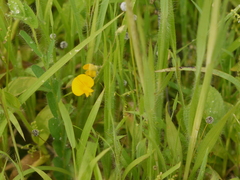 Crotalaria filipes