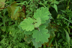 Macleaya cordata