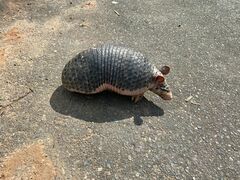 Cabassous unicinctus