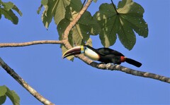 Ramphastos tucanus