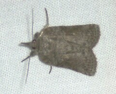 Nycteola