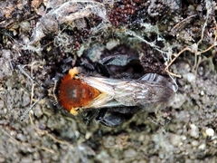 Andrena thoracica