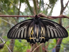 Troides minos