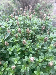 Iberis procumbens