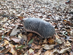 Cabassous unicinctus