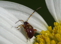 Adelphocoris seticornis