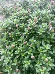Iberis procumbens