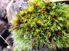 Schistidium crassipilum