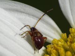 Adelphocoris seticornis