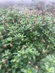 Iberis procumbens