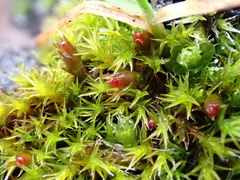 Schistidium crassipilum