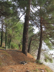Pinus brutia