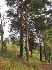 Pinus brutia