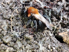 Andrena thoracica