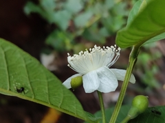 Psidium guajava