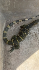 Varanus niloticus