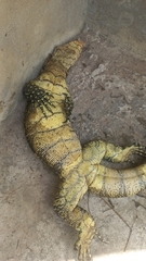 Varanus niloticus