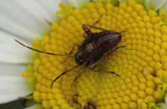 Adelphocoris seticornis