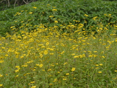 Senecio bombayensis