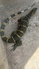 Varanus niloticus