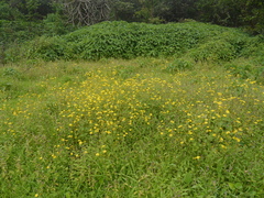Senecio bombayensis
