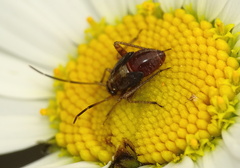 Adelphocoris seticornis