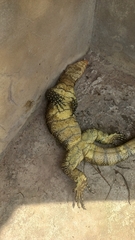 Varanus niloticus