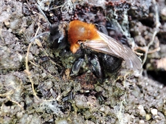 Andrena thoracica
