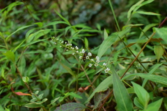 Lysimachia fortunei
