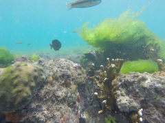 Millepora alcicornis
