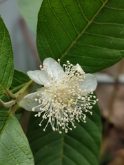 Psidium guajava