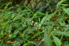 Lysimachia fortunei