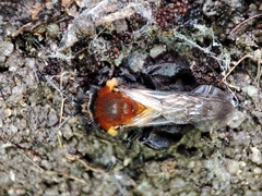Andrena thoracica