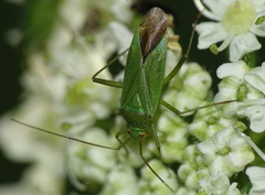 Calocoris affinis