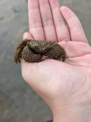 Pilumnus vespertilio