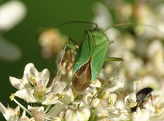 Calocoris affinis