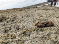 Pilumnus vespertilio