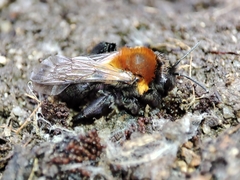 Andrena thoracica
