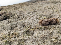 Pilumnus vespertilio