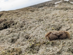 Pilumnus vespertilio