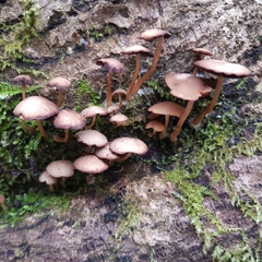Psathyrella laevissima