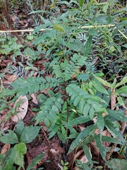 Magnoliopsida