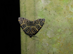 Pantherodes