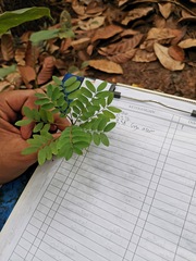 Magnoliopsida