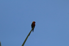 Aratinga jandaya